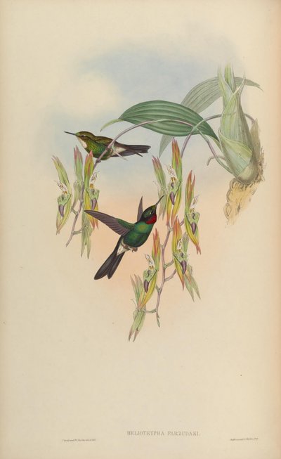 Heliotrypha parzudaki by John Gould